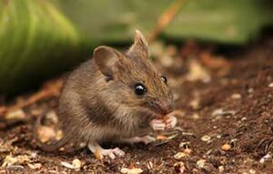Rodent Pest Control Austin
