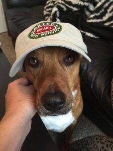 Aztec Organic Pest Service dog