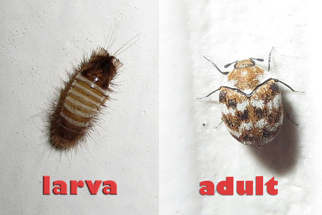 https://www.aztecpest.com/wp-content/uploads/2016/08/carpet-beetle-larva-adult-161121-583336e6e797d.jpg