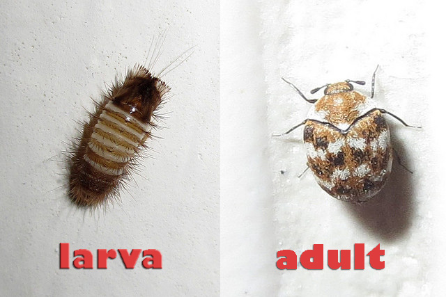 carpet beetle larvae