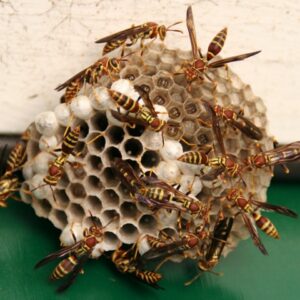 Paper wasp nest with wasps on it