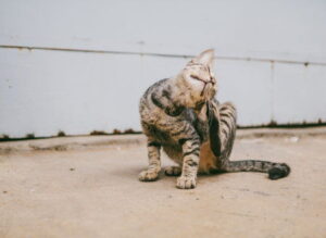 Fleas Austin Treatment